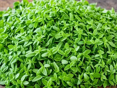 Dry Oregano - photo from the RecipePi guide