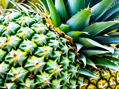 Know If a Pineapple Is Ripe - photo from the RecipePi guide