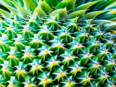 Know If Pineapple Is Ripe - photo from the RecipePi guide