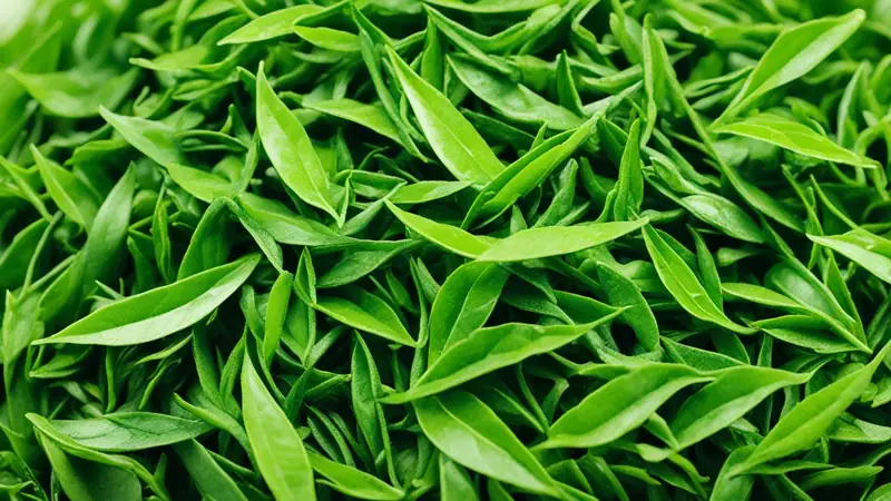 Make Green Tea - photo from the RecipePi guide