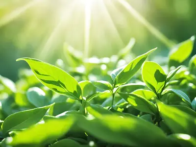 Make Green Tea - photo from the RecipePi guide