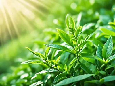 Steep Tea - photo from the RecipePi guide